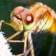 Illustration for article titled Shooting Challenge: Bugs Gallery (Part 4)